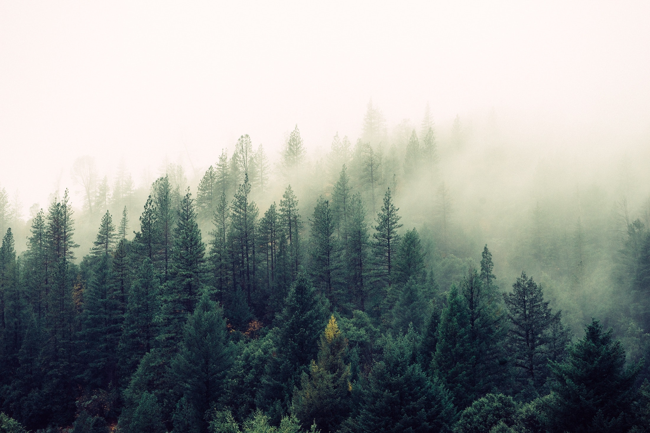 Forest Pic